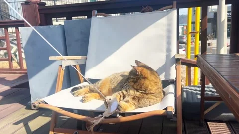 Cute Tabby Cat Playing with a Feather Toy on an Outdoor Terrace Chair 動画素材 329921527