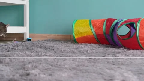 Cute tabby cat playing with moving catching toy Stock Footage 334994570
