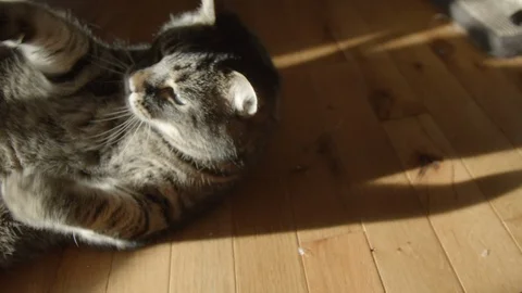 Cute tabby Cat Playing with Owner in Sun on hard wood floor, 4k Stock Footage 120883752