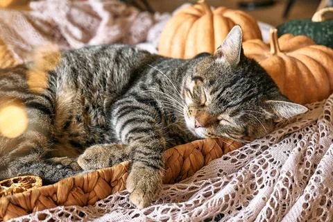 Cute tabby cat with pumpkin. Gray kitty sleeping hugging with pumpkin in wi.. Stock Photos