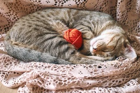 Cute tabby cat with red wool ball sleeping on lace beige blanket. Funny hom.. Stock Photos