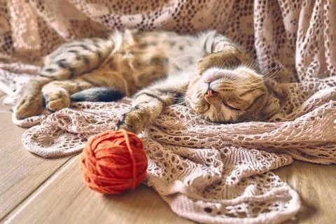 Cute tabby cat with red wool ball sleeping on lace beige blanket. Funny hom.. Stock Photos