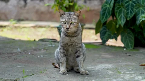 Cute tabby cat relaxing on the floor. Stock Footage 324747434