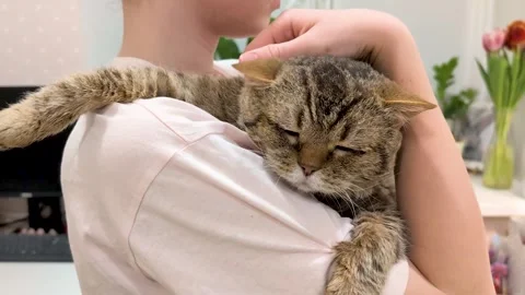 Cute tabby cat relaxing on owners shoulder, enjoying gentle head scratch Stock Footage 306169498