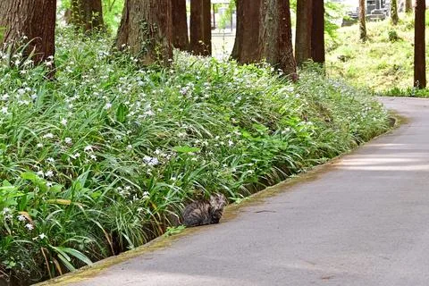 Cute Tabby Cat Resting on Path in Beautiful Fringed Iris Flower Colony, Spring Stock Photos