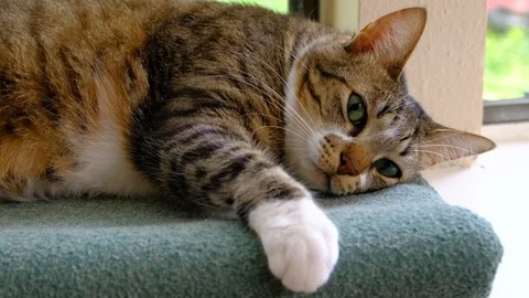 Cute tabby cat rests on window sill Video stock 109018431