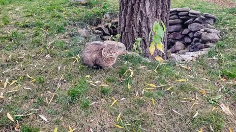 Cute tabby cat sits on grass among fallen autumn leaves near a tree trunk a.. Stock Photos