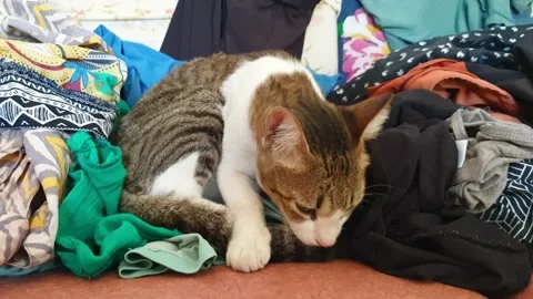A cute tabby cat sitting amongst a pile of colourful, patterned clothes, Stock Footage 236387898