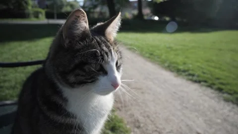 Cute, tabby cat sitting on bench in park on sunny day, head shot Stock Footage 309752815
