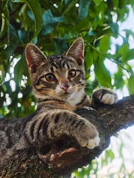 Cute Tabby Cat Sitting on a Tree Branch Stock Photos