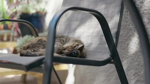 A Cute Tabby Cat Sleeping and Stretching on an Outdoor Patio Chair Stock Footage 318933761
