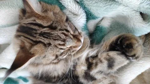 Cute tabby cat sleeping on bed covered with cozy blanket, comfortable moment, Stock Photos