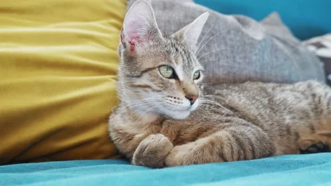 Cute tabby cat sleeping on blue sofa with yellow pillow . Funny home pet. Stock Footage 175707746