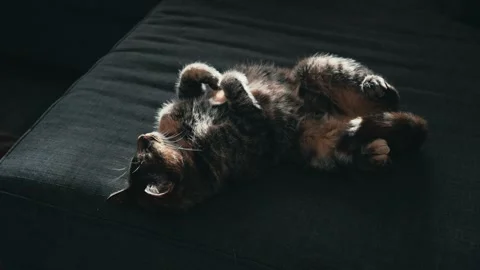 Cute Tabby Cat Sleeping Peaceful On Its Back Indoors Video stock 343666325