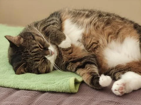 Cute tabby cat sleeping peacefully on green blanket at home 库存照片