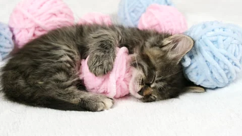 Cute tabby Cat sleeping with pink and light blue balls skeins of thread on white Stock Footage 255835760