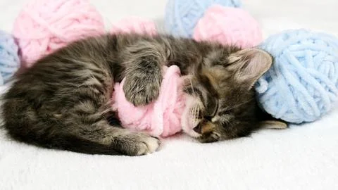 Cute tabby Cat sleeping with pink and light blue balls skeins of thread on white Stock Photos