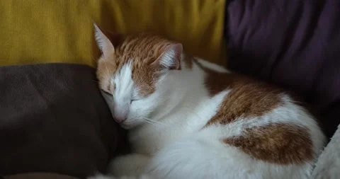 Cute tabby cat sleeping on sofa with yellow and purple pillows, 4K Stock Footage 234801044