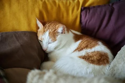 Cute tabby cat sleeping on sofa with yellow and purple pillows Stock-Fotos