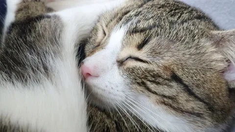 Cute Tabby Cat Sleeps in a Swing Chair Stock Footage 236239135