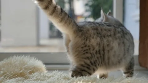 Cute Tabby cat standing and looking out the window,slow motion Stock Footage 73165824