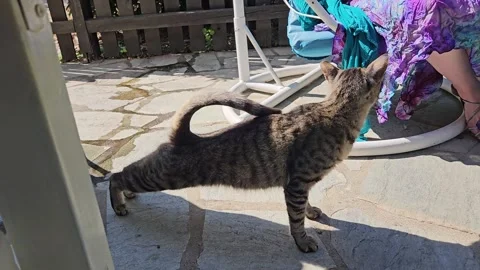 Cute Tabby Cat Stretching on a Sunny Day in Skiathos Stock Footage 340403320