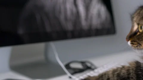 Cat Typing
