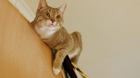 Cute Tabby Cat unsure what to do with itself after climbing atop a wooden door Stock Footage 101388500