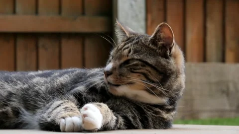 Cute Tabby Cat Waking From Sleep Outside And Yawning Stock Footage 143310412