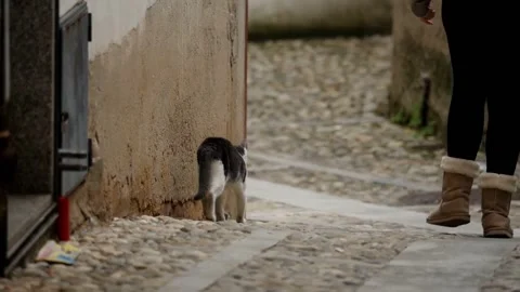 Cute tabby cat walking down the street in sunny day and people walk. Stock Footage 154115862