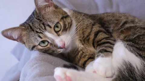 Cute Tabby Cat with White Paws and a Pin... | Stock Video | Pond5