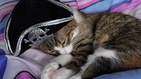 Cute Tabby Cat with White Paws and a Pink Nose Wears Clothing Stock Footage 233612448