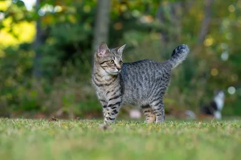 Cute tabby cat in a yard 스톡 사진