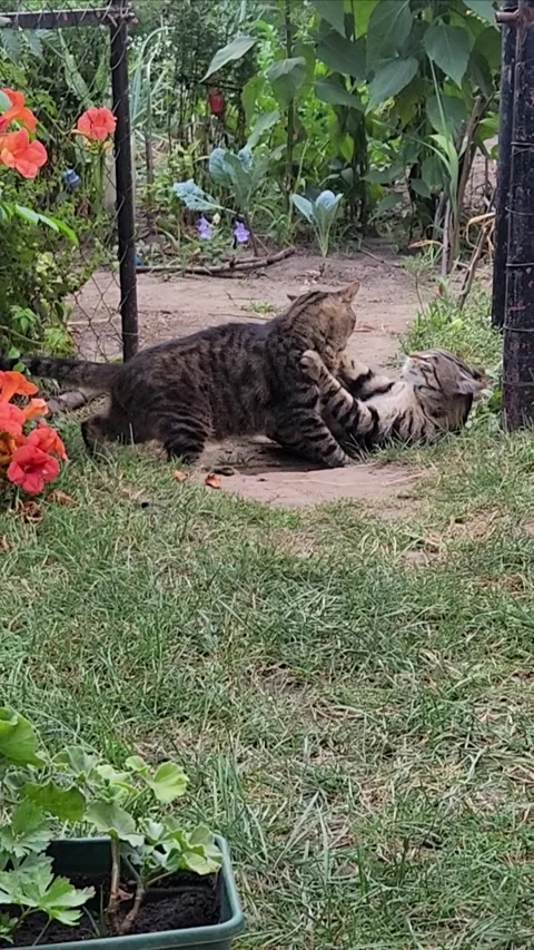 Cute tabby cats having fun in the garden 스톡 동영상 316191371