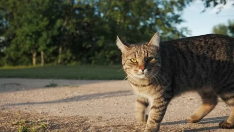 Cute tabby gray cat turning head, looking and walking towards camera Stock-Footage 218418190