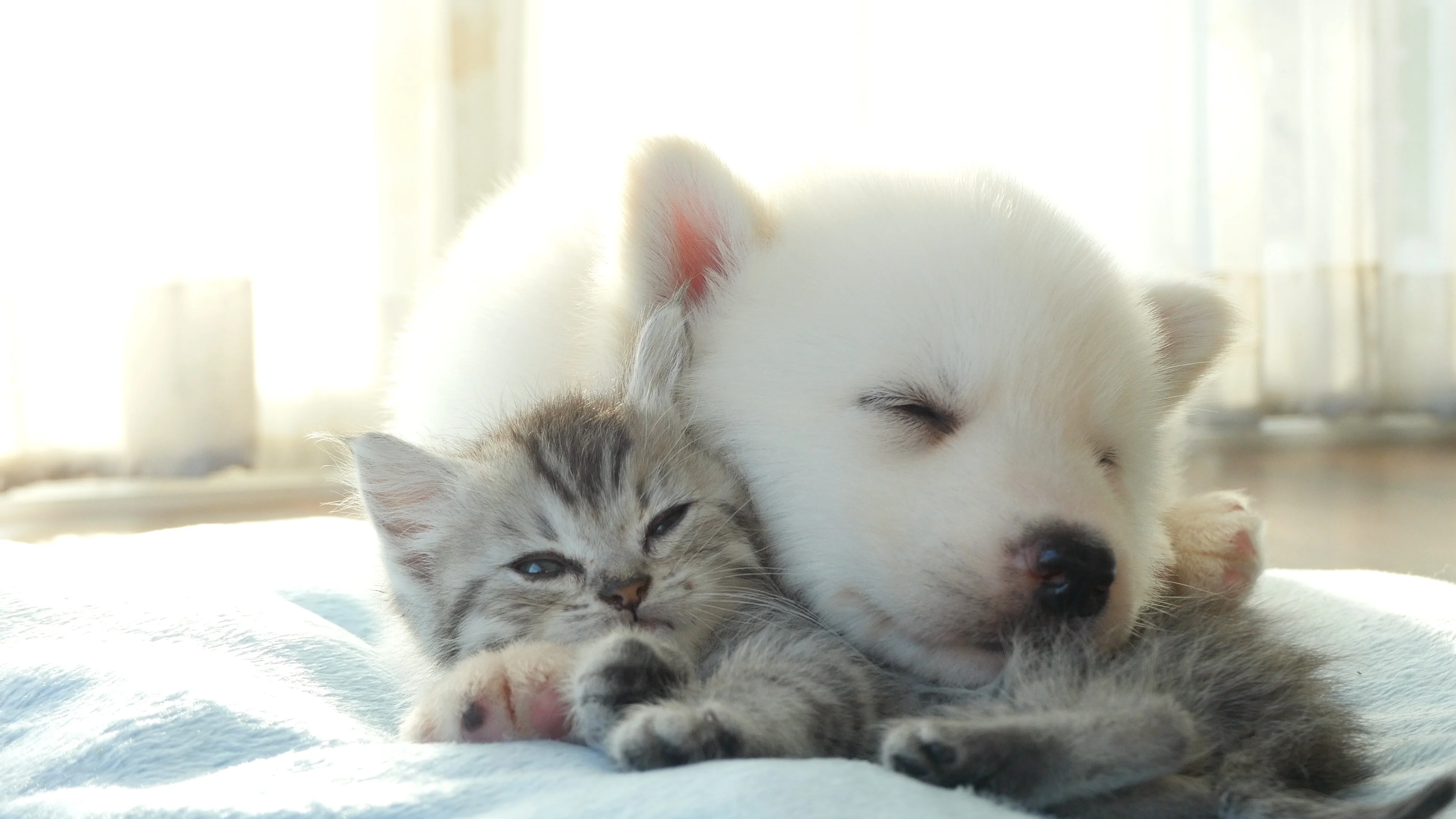cute huskies and kittens