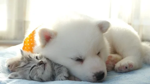 Cute tabby kitten and siberian husky playing on the bed Stock Footage 86265156