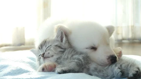 Cute tabby kitten and siberian husky playing on the bed Stock Footage