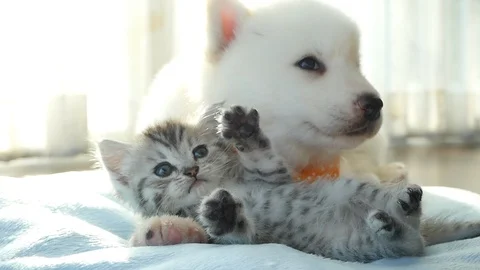 Cute tabby kitten and siberian husky playing on the bed slow motion Stock Footage