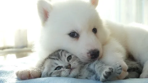 Cute tabby kitten and siberian husky playing on the bed slow motion Stock Footage