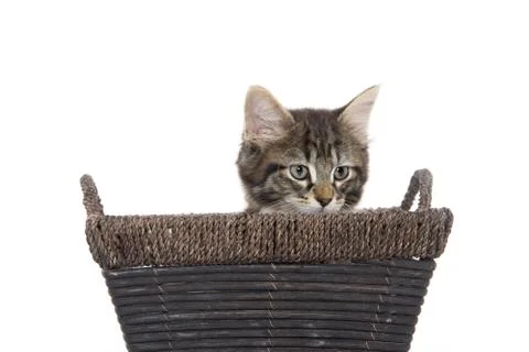 Cute tabby kitten in basket Stock-Fotos