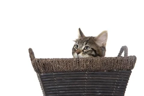 Cute tabby kitten in basket 스톡 사진