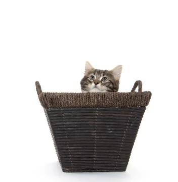 Cute tabby kitten in basket Fotos de archivo