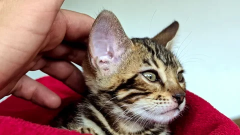 Cute tabby kitten being gently petted Stock Footage 331223776