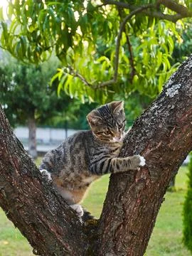 Cute Tabby Kitten Climbing a Tree in a Garden Stock Photos