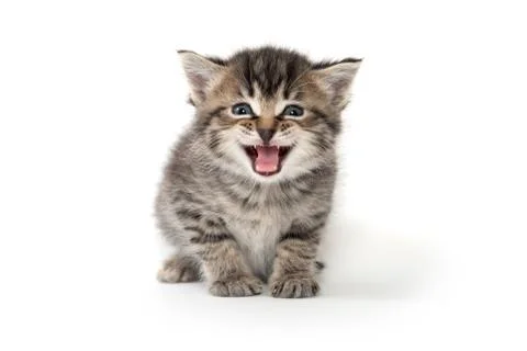 Cute tabby kitten crying Fotos de archivo