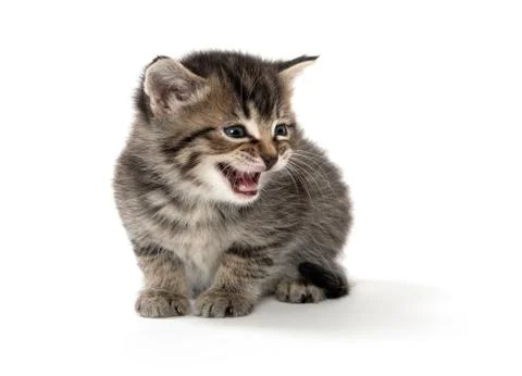 Cute tabby kitten crying 스톡 사진