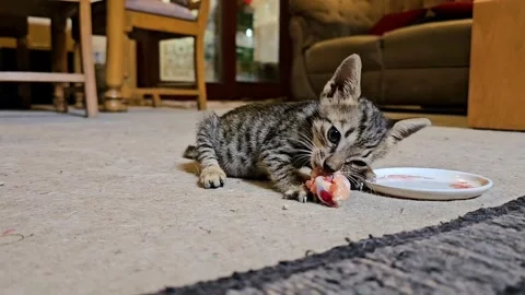 Cute tabby kitten eating raw meat from plate on carpet at home Video stock 344120075