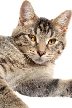 Cute tabby kitten face Stock Photos