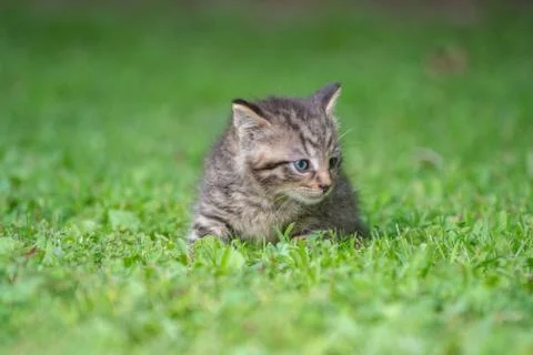 Cute tabby kitten in the grass Stock-Fotos